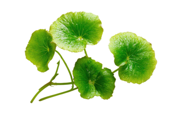Close-up of vibrant green, circular leaves, with a lime-green edge, clustered on stems