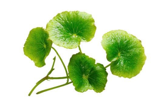 Close-up of vibrant green, circular leaves, with a lime-green edge, clustered on stems