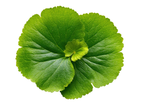 Close-up of vibrant green plant leaves, arranged in a rosette pattern.  A detailed view of the symmetrical, overlapping leaf structures, showcasing the rich green color and delicate veining