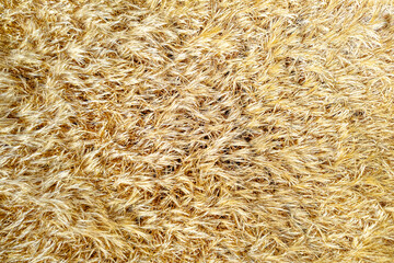 A top down close up texture of a golden wheat field, Agricultural Background