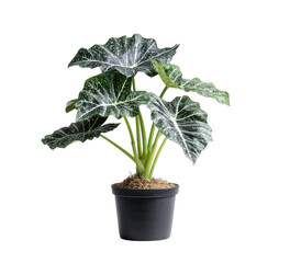 Obraz premium A?plant?in?a?pot,?displaying?large?leaves?with?a?mottled?pattern