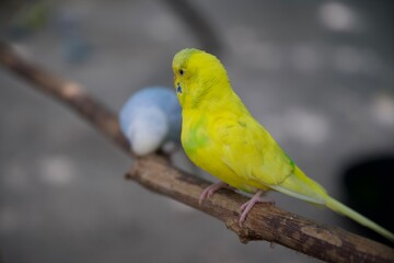 blue and yellow macaw