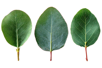 Close-up of three oval leaves, vibrant green,  with visible veins and stems.  Dark background isolates leaves