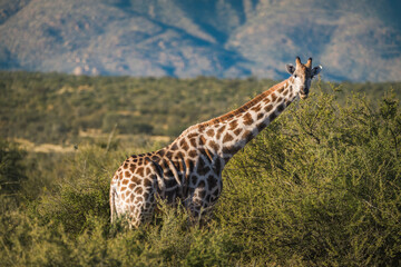 Upper body of giraffe surounded by acacia trees