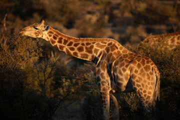 Giraffe eating acacia tree in the sunset hues