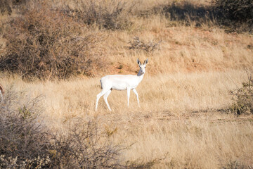 White springbok walking in savanna grass