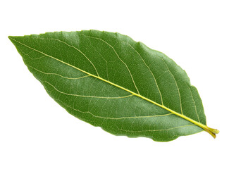 Close-up of a single vibrant green bay leaf.  Veins and texture are clearly visible, showing a smooth, slightly glossy surface.  
