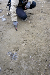 Naturalist guide pointing to wolf tracks, paw prints, in the low tide mud of Hudson Bay, expedition travel vacation, Manitoba, Canada

