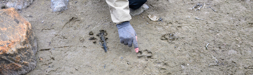 Naturalist guide pointing to wolf tracks, paw prints, in the low tide mud of Hudson Bay, expedition travel vacation, Manitoba, Canada
