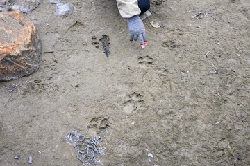 Naturalist guide pointing to wolf tracks, paw prints, in the low tide mud of Hudson Bay, expedition travel vacation, Manitoba, Canada

