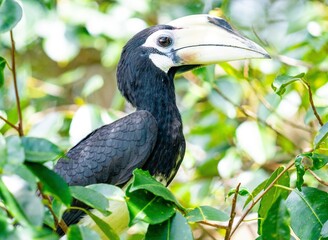 Dzioborożec malajski © Jacek