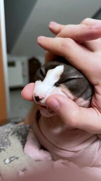Canadian Sphynx kitten receiving gentle face massage