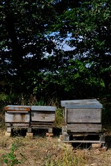 Rustic wooden beehives standing in shaded countryside under trees, traditional apiculture scene with natural background and texture wallpaper.