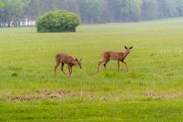 White-Tailed Deer Feeding In An Urban Field in Wisconsin Amid Wildfire Smoke From Canada