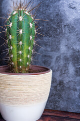 Green cactus with long spines in a pot.
