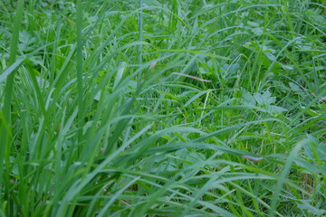 Lush green grass fills the frame, showcasing vibrant blades and delicate leaves, creating a natural landscape that embodies freshness and tranquility in a serene outdoor setting