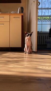 Canadian Sphynx cat dozing peacefully in sunlight indoors