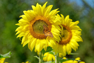 Butterfly on a sunflower