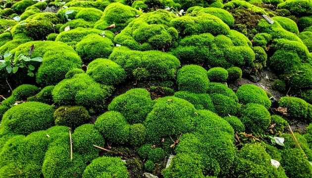 Lush green moss clumps on a rocky surface