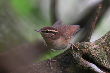 One of the smallest wild birds in Japan, Asian Stubtail Warbler