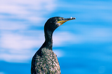 cormoran