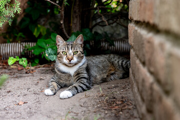 cat resting peacefully on the ground in the garden next to a brick wall.