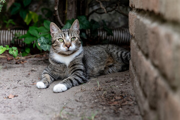 cat resting peacefully on the ground in the garden next to a brick wall.