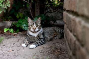 cat resting peacefully on the ground in the garden next to a brick wall.