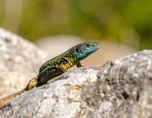 Obraz premium Colorful lizard on a rock