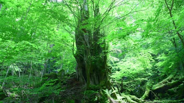 栃木県那須塩原市　スッカン沢に佇む大木と風に揺れる木々
