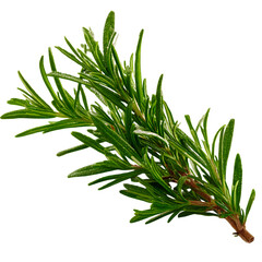 Fototapeta premium Fresh rosemary sprig for culinary and herbal uses on transparent background
