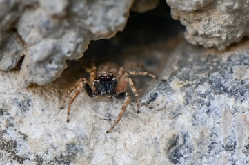 Jumping Spider Emerging from Hole in Stone