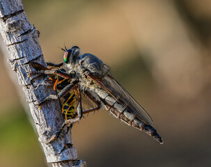 Robber Fly with Bee Prey on Branch Close-Up