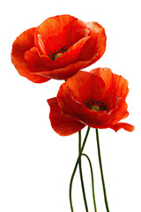 Two vibrant red poppies against black