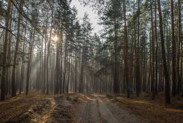 Misty Forest Near Severodonetsk After War and Fire