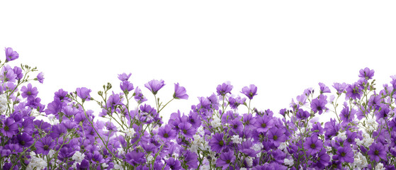 Purple and white flowers in a horizontal arrangement against a black background