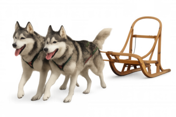 Two siberian husky dogs pulling wooden sled on transparent background, perfect for winter and christmas themed projects