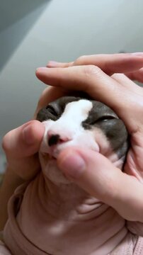 Canadian Sphynx kitten in hands getting facial massage