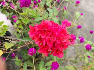 close up Bougainvillea glabra or red paper flower, bunga kertas merah