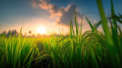 Lush Green Rice Paddy Field at Sunset, Agriculture and Cultivation in Tropical Countryside