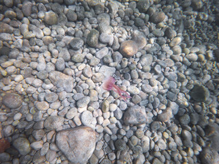 A single small pink jellyfish, Pelagia noctiluca, floats gracefully underwater above a seabed of smooth, round grey pebbles.