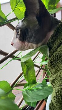 Canadian Sphynx cat staring out of window indoors