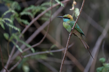 Little Green Bee-eater perched on a branch seen in natural native habitat, Yala National Park, Sri Lank