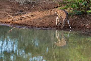  The Sri Lankan axis deer  in natural habitat