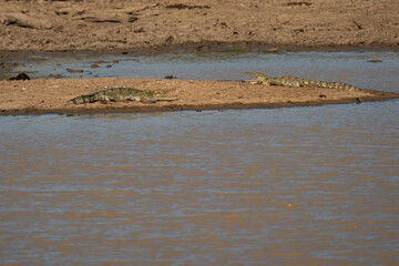 resting  crocodile on river bank in Yala National Park
