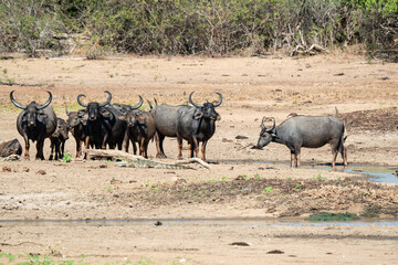 Fototapeta premium wild buffalo in Lake yala National Park in srilanka