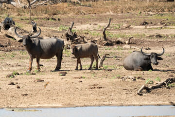 Obraz premium wild buffalo in Lake yala National Park in srilanka