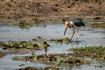 A Lesser adjutant on a  pond