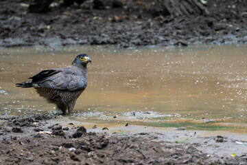 A hawk drinking water at a watering hole