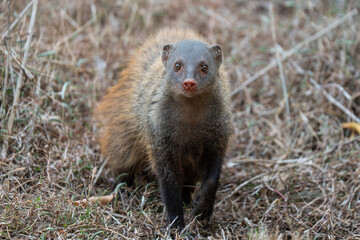 The striped-neck mongoose in posing in the glorious morning light at Kumana National Park , Sri Lanka